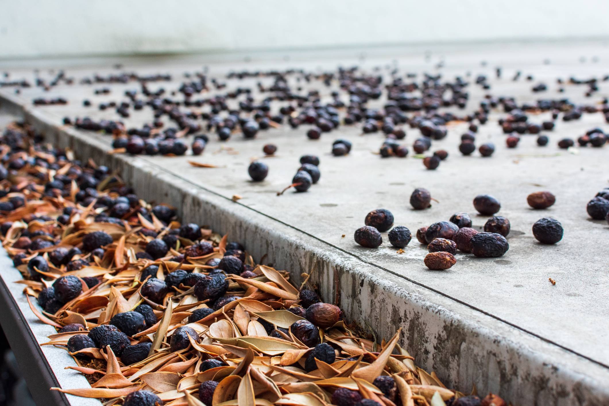 Removing debris from your flat roof and your gutters will reduce your risk of blockages and water damage.